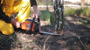 How Our Tree Care Process Works  in  Flower Hill, NY